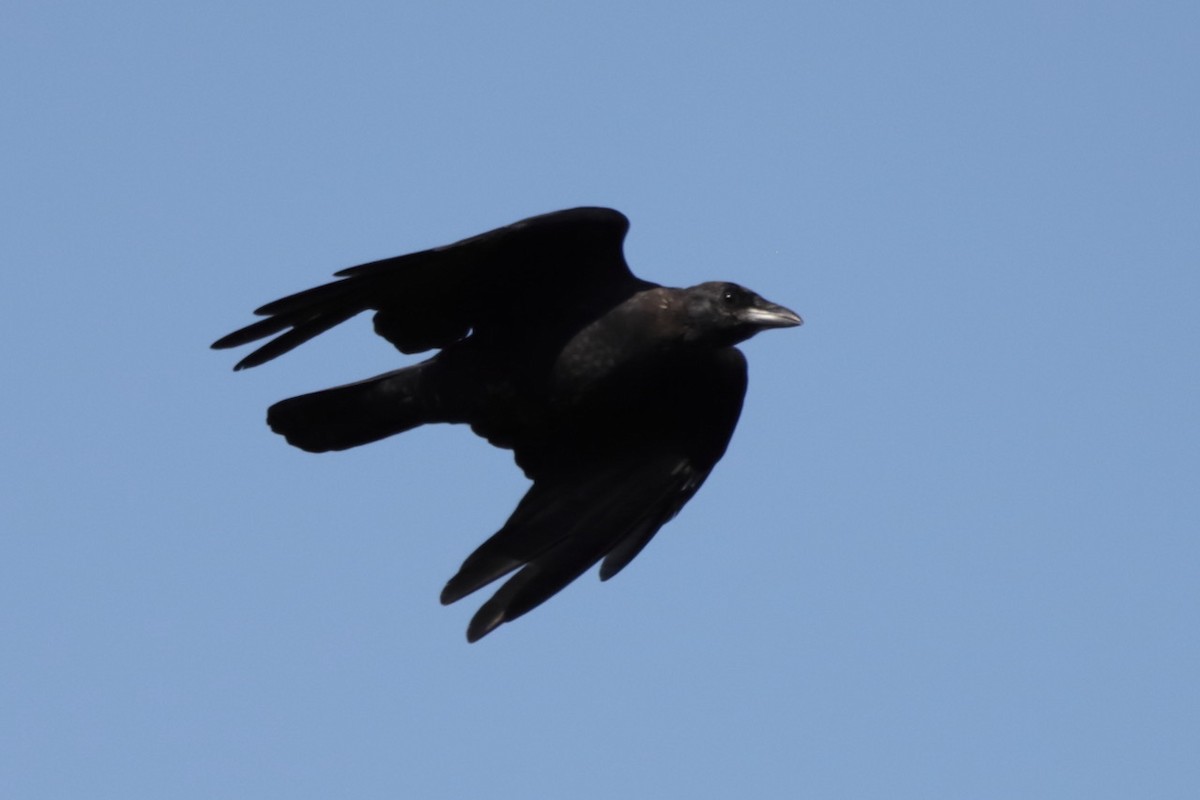 Common Raven - ML641799222