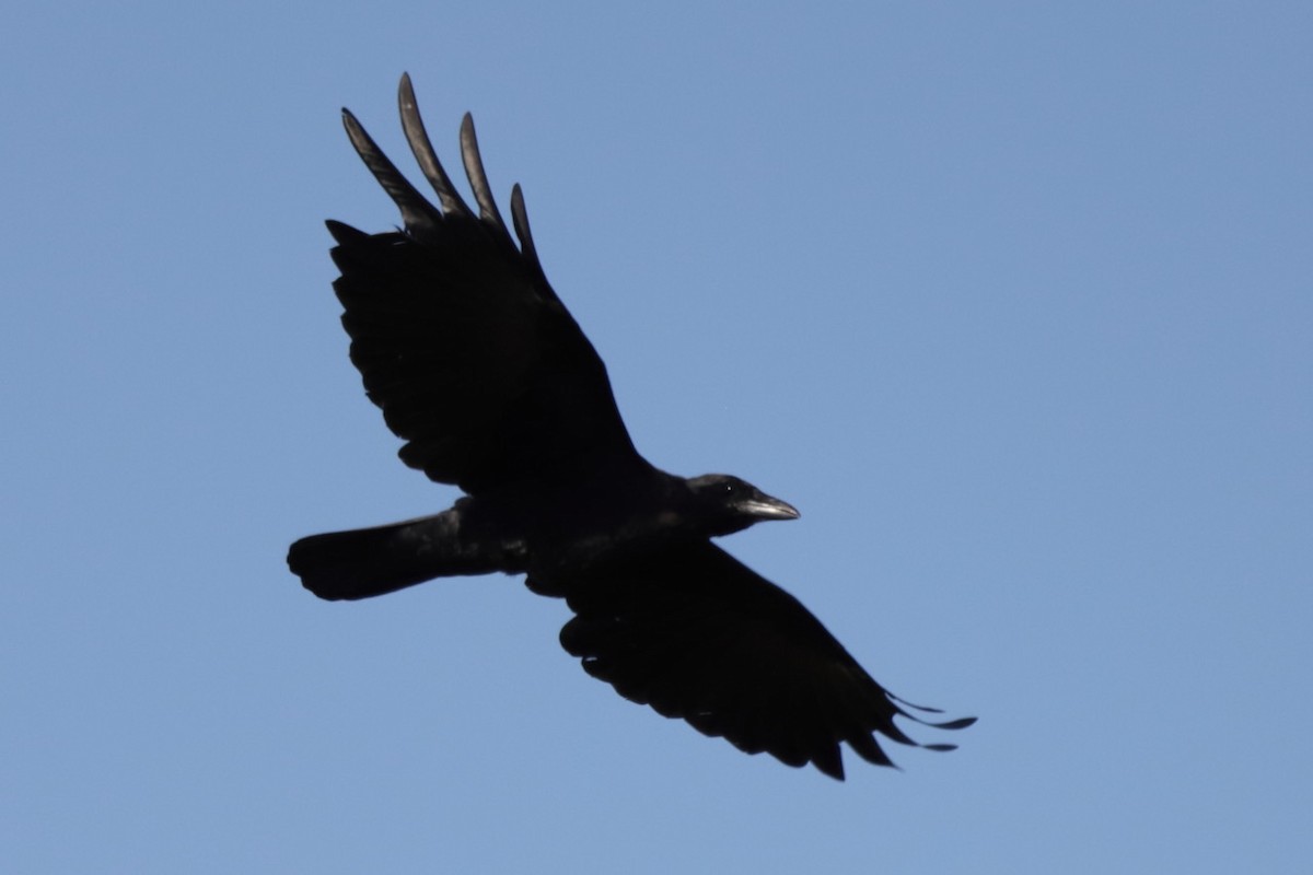 Common Raven - ML641799223