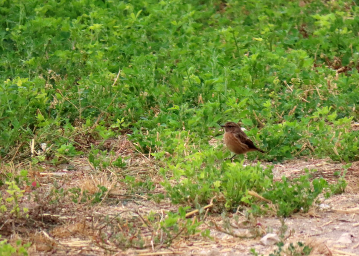 European Stonechat - ML641799224