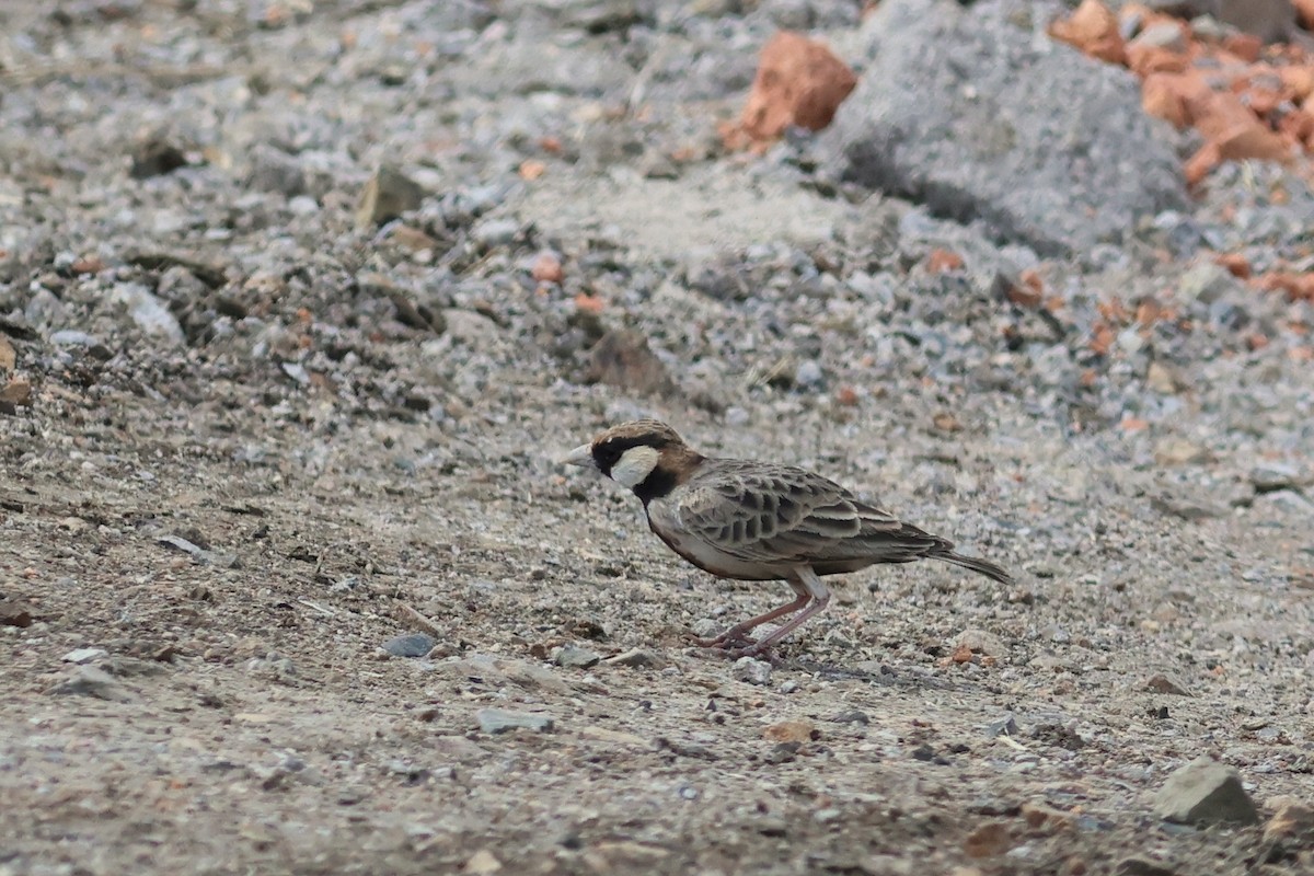 Fischer's Sparrow-Lark - ML641799262