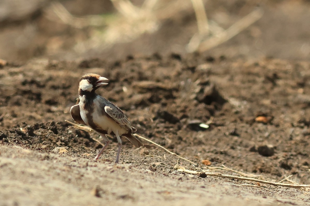Fischer's Sparrow-Lark - ML641799264