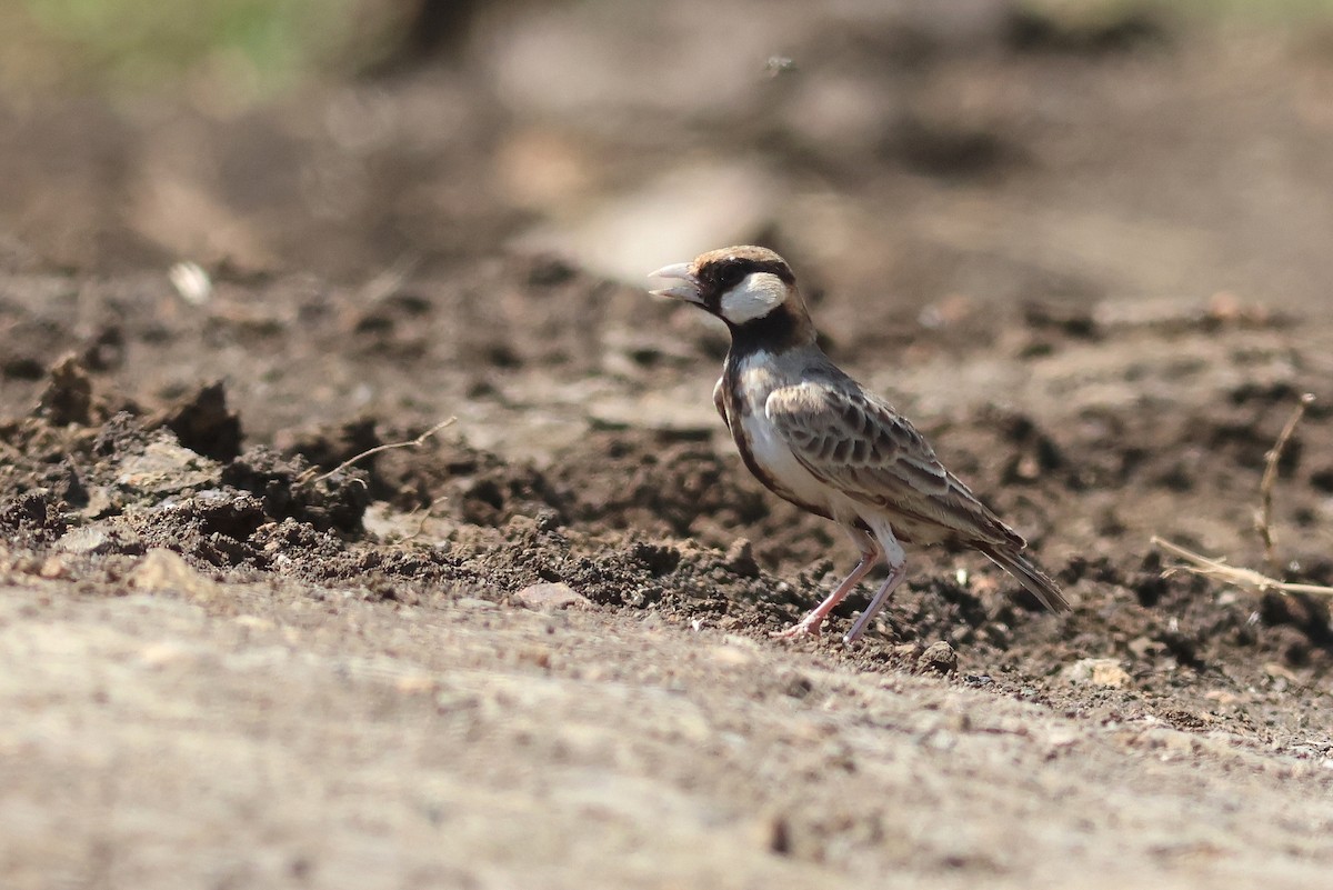 Fischer's Sparrow-Lark - ML641799265