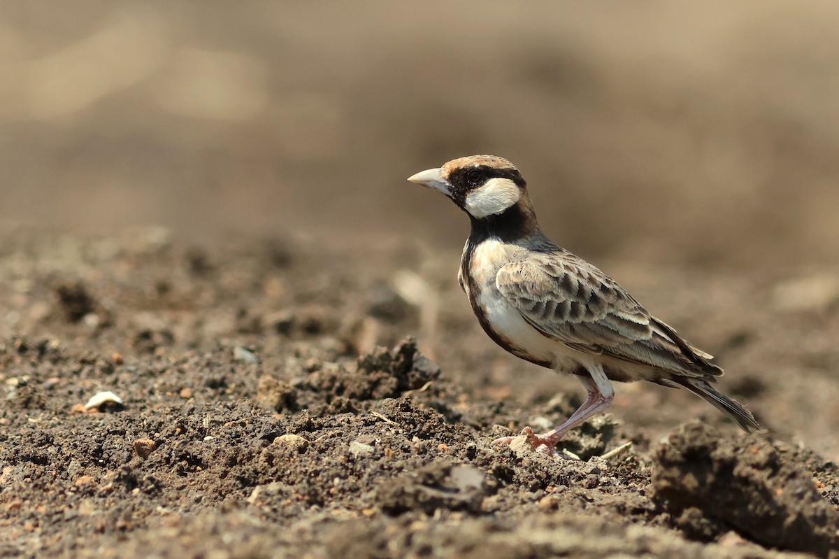 Fischer's Sparrow-Lark - ML641799267