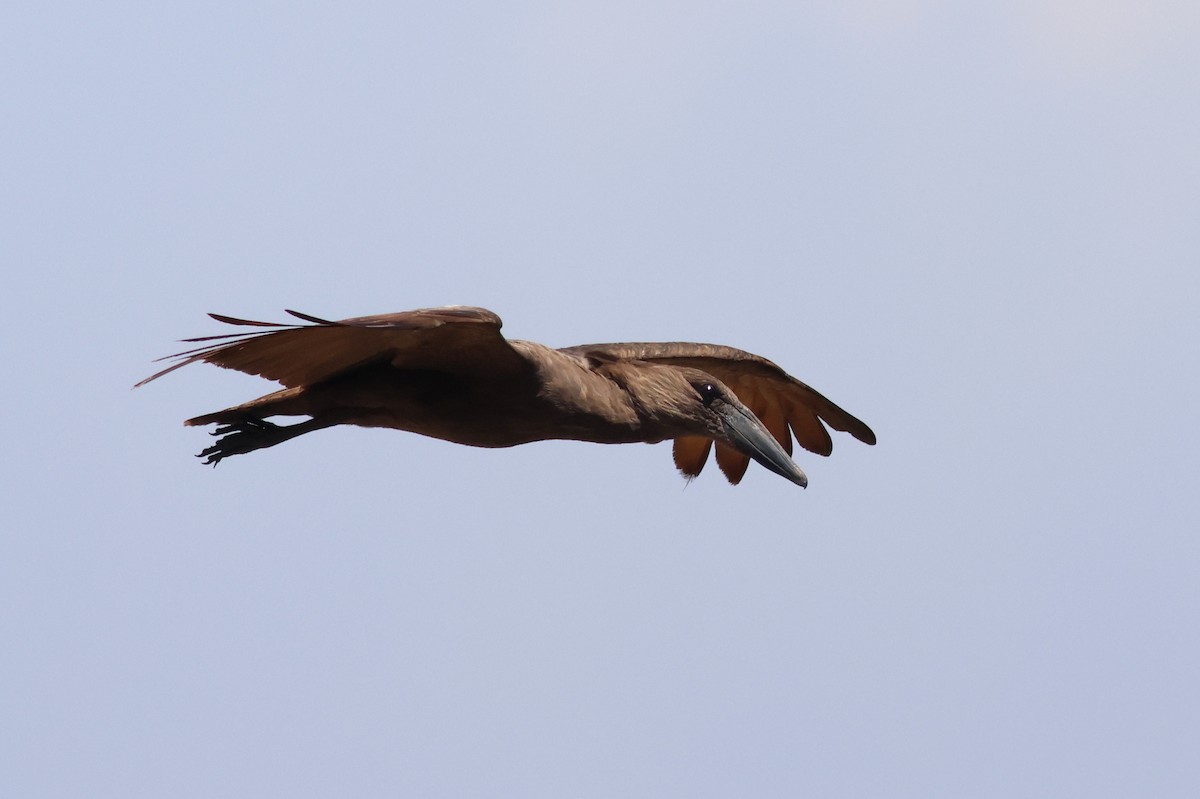 Hamerkop - ML641799290