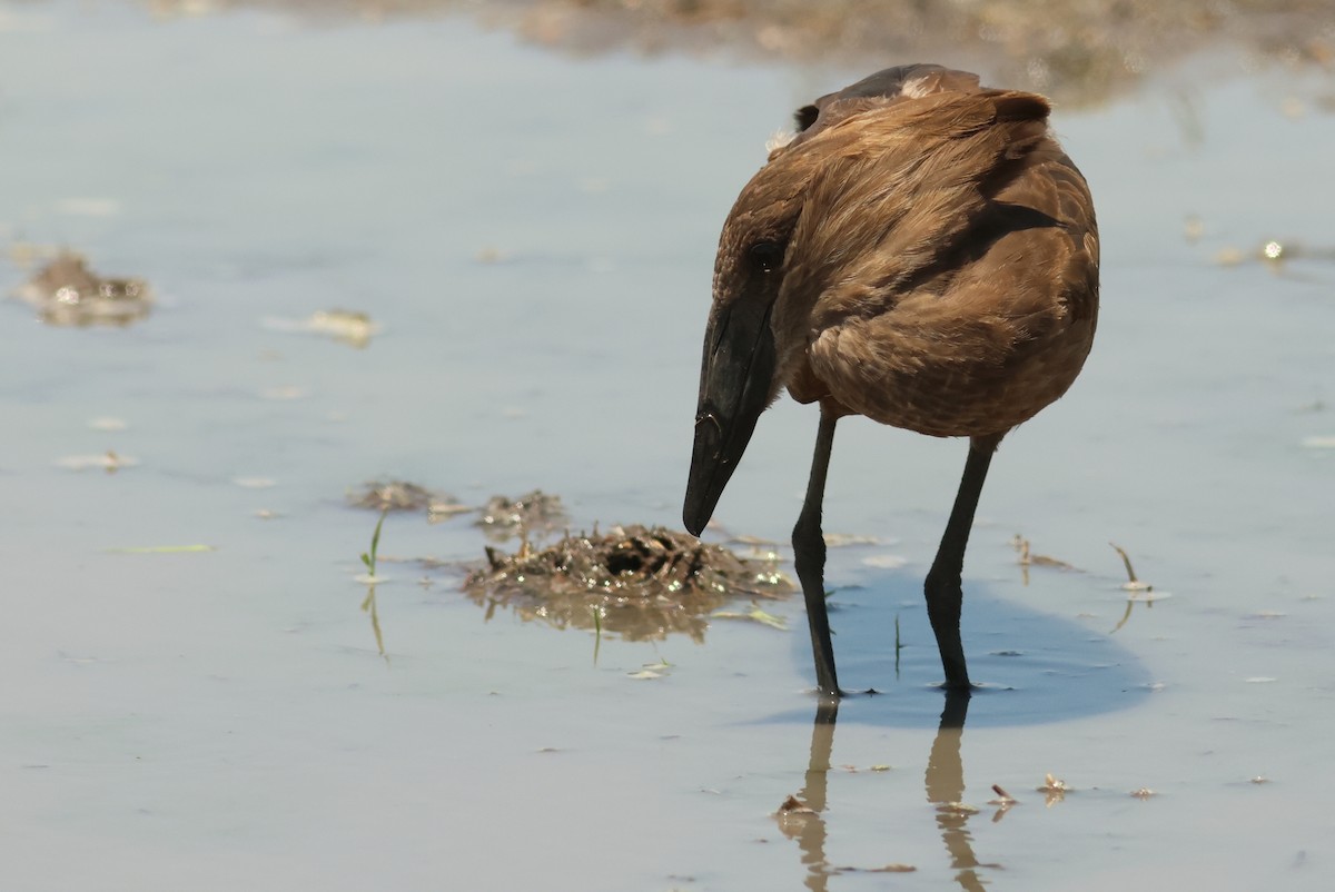 Hamerkop - ML641799291