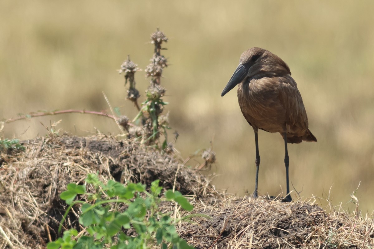 Hamerkop - ML641799292
