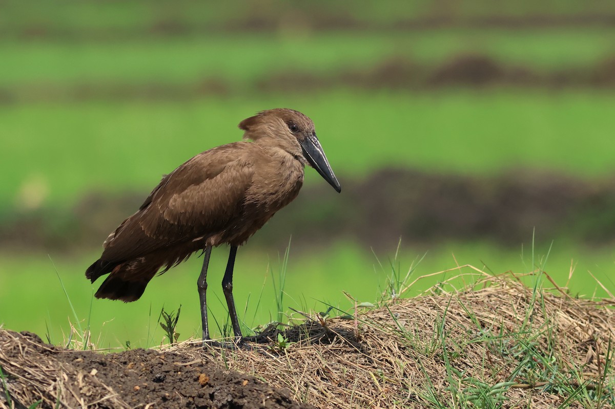 Hamerkop - ML641799294