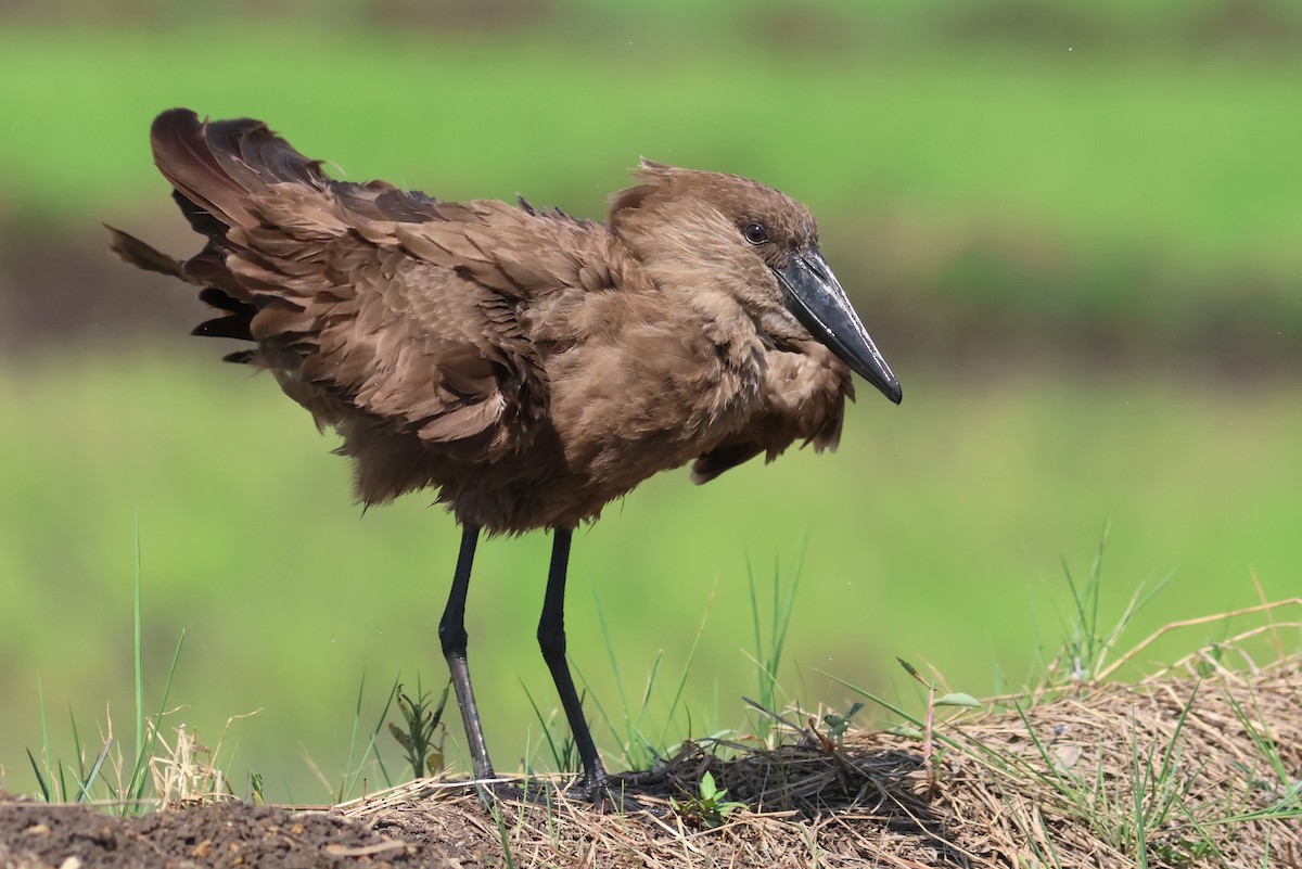 Hamerkop - ML641799295
