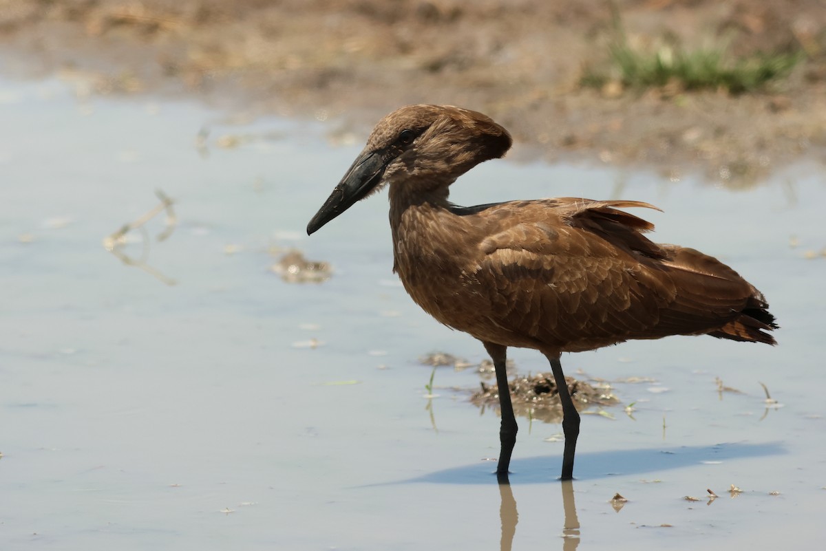 Hamerkop - ML641799296