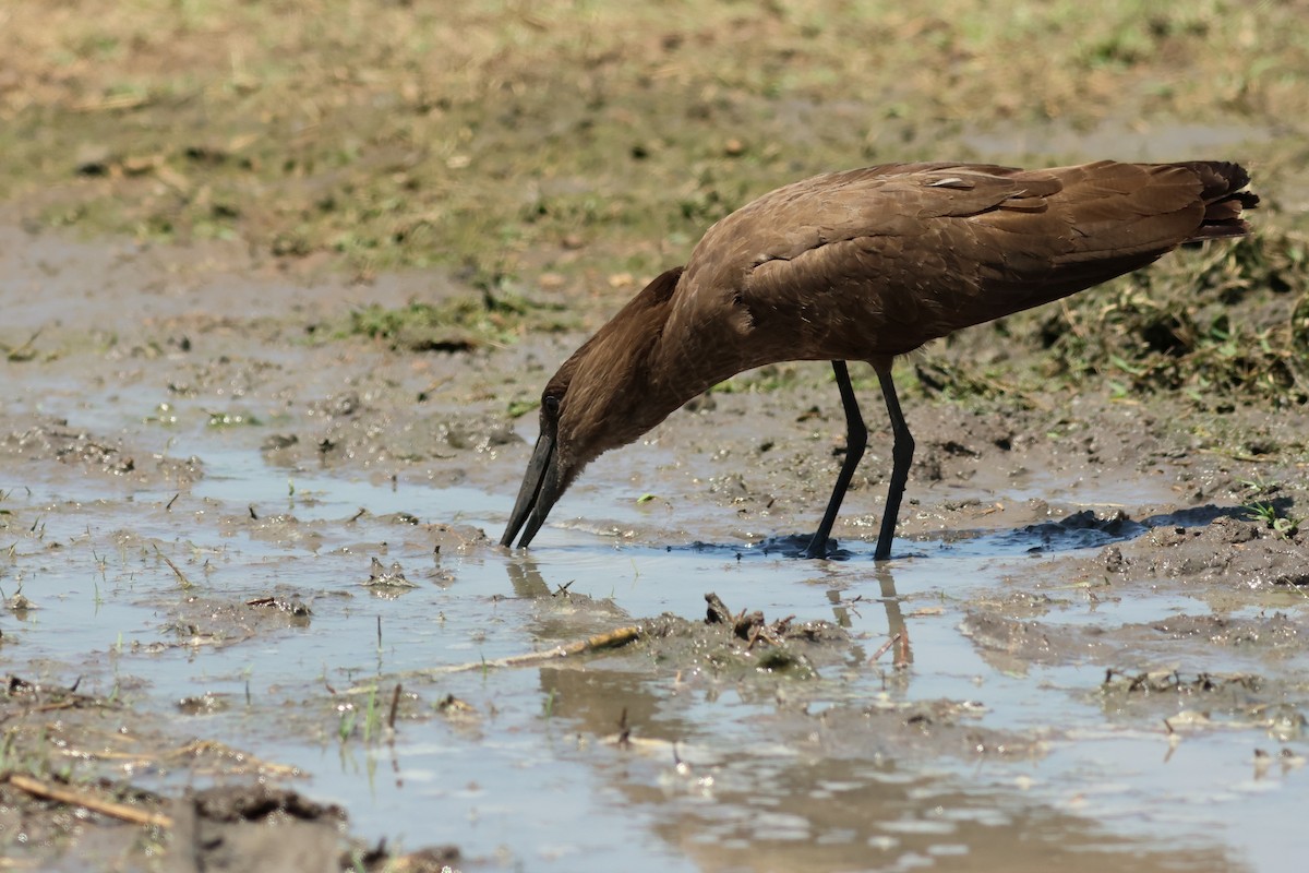 Hamerkop - ML641799297