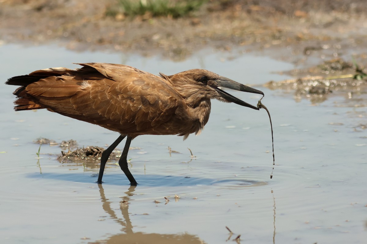 Hamerkop - ML641799298