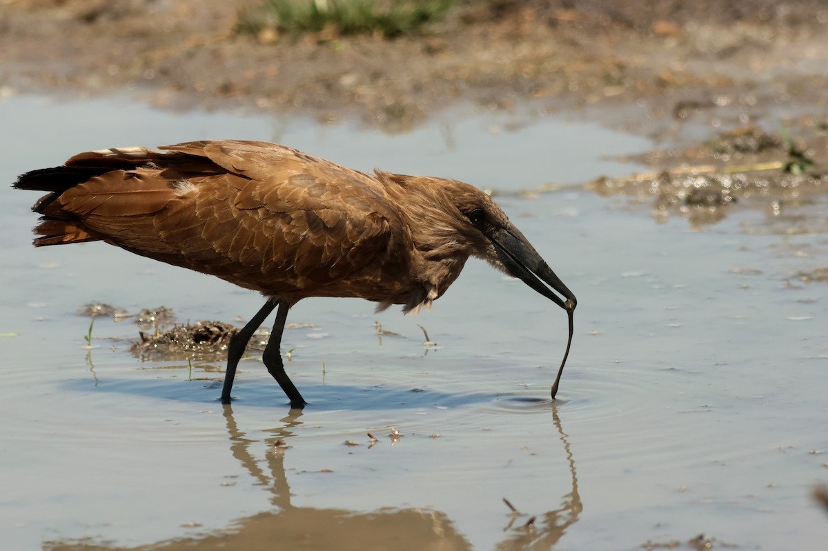 Hamerkop - ML641799299