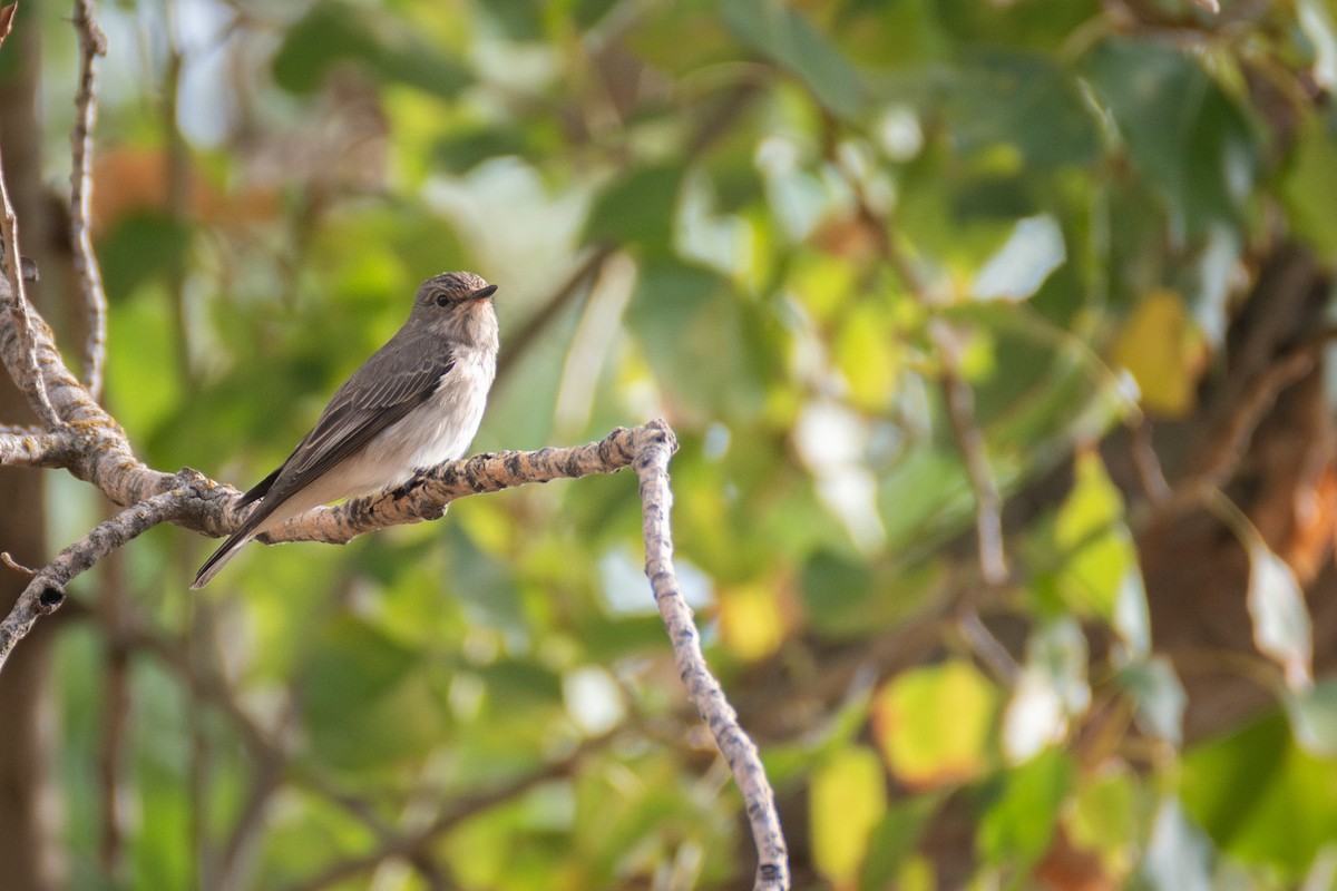 Spotted Flycatcher - ML641799303