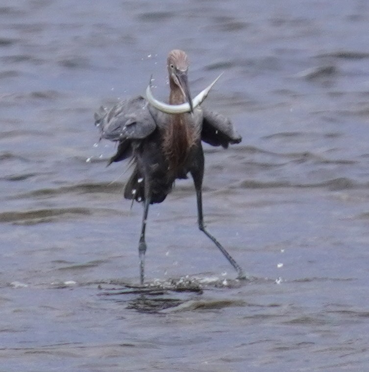 Reddish Egret - ML641799307