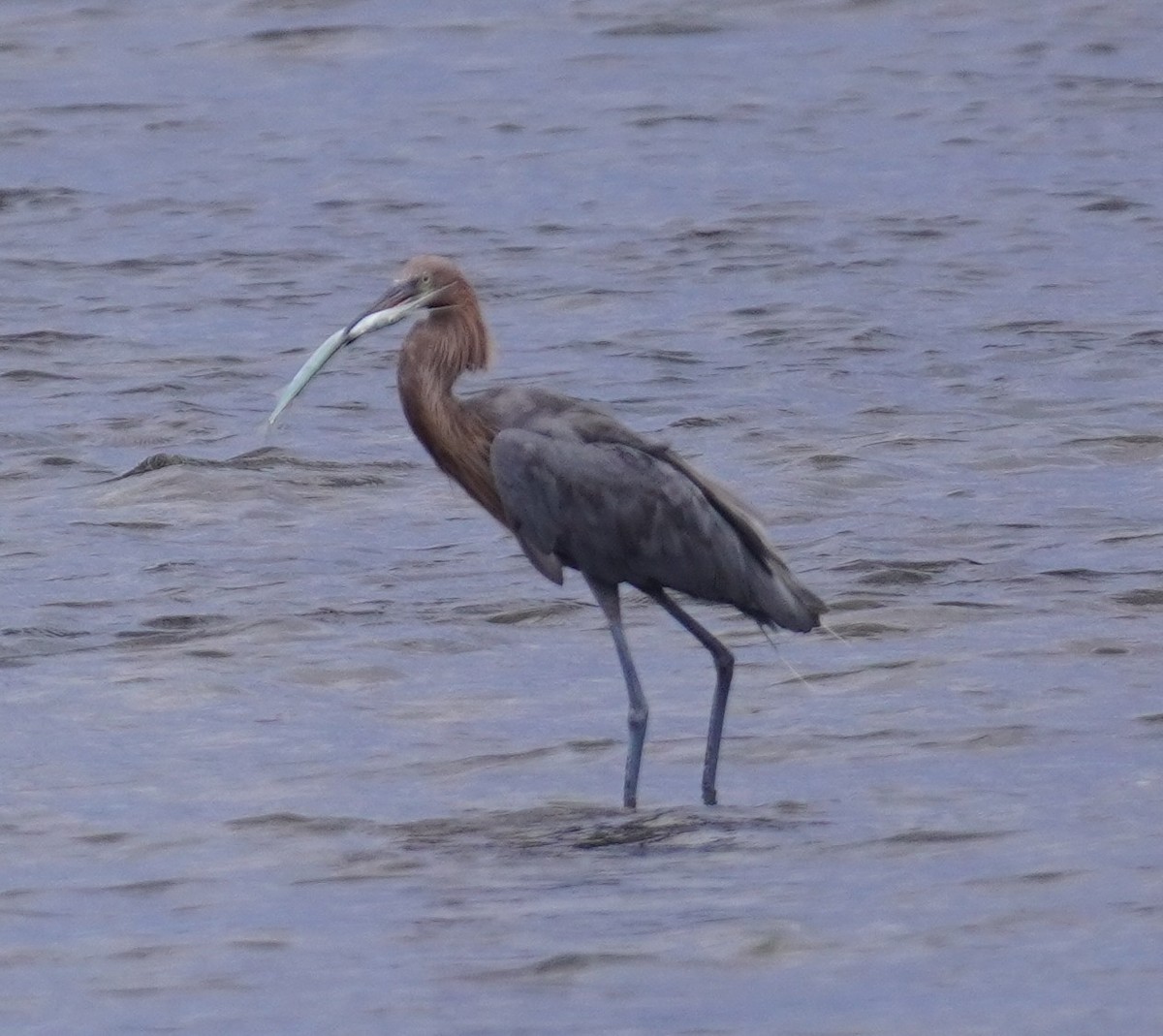 Reddish Egret - ML641799308