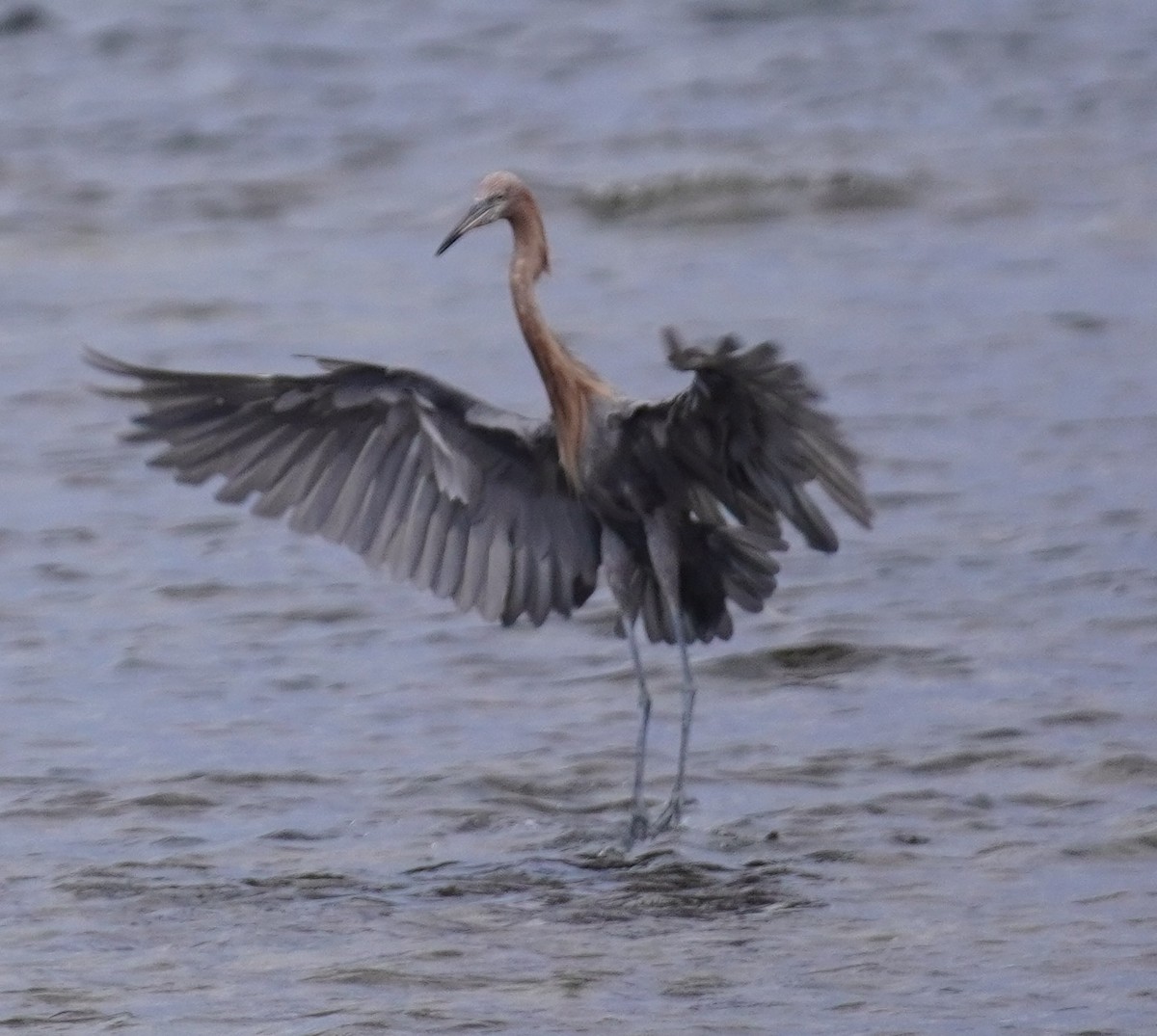 Reddish Egret - ML641799309
