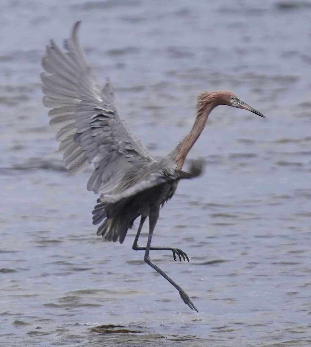 Reddish Egret - ML641799310