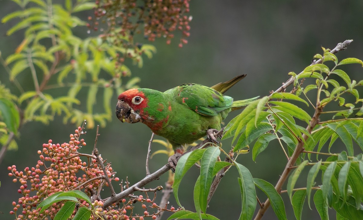 Conure à tête rouge - ML641799339