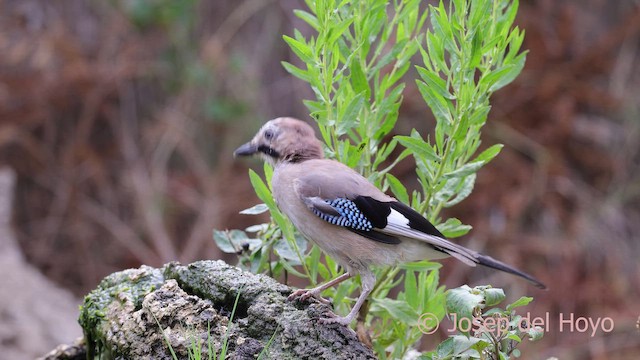 Eurasian Jay (Eurasian) - ML641799341