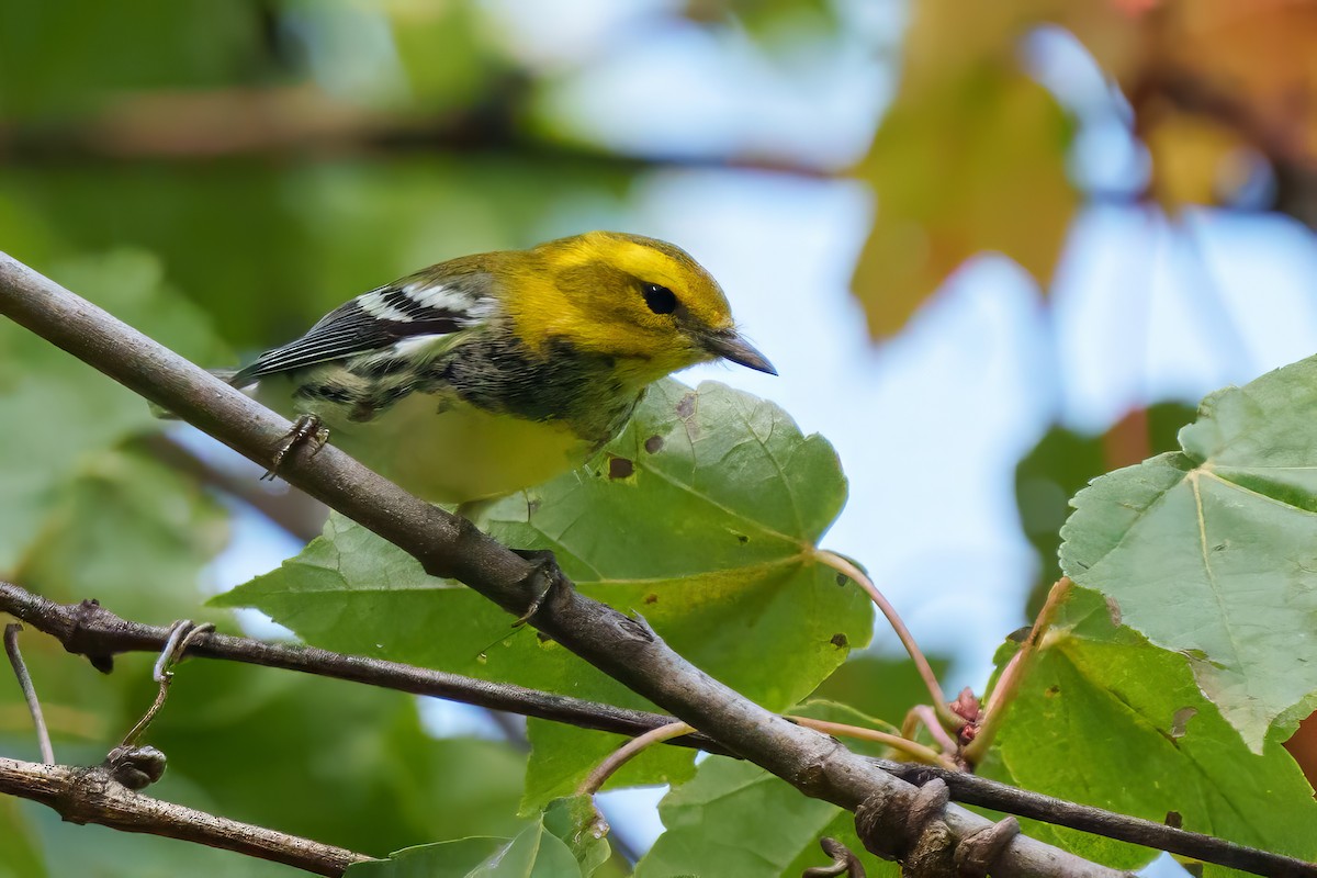 Black-throated Green Warbler - ML641799346