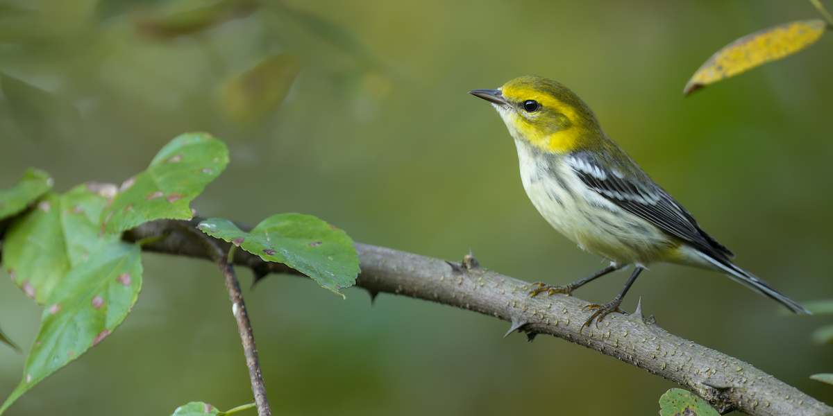 Black-throated Green Warbler - ML641799351
