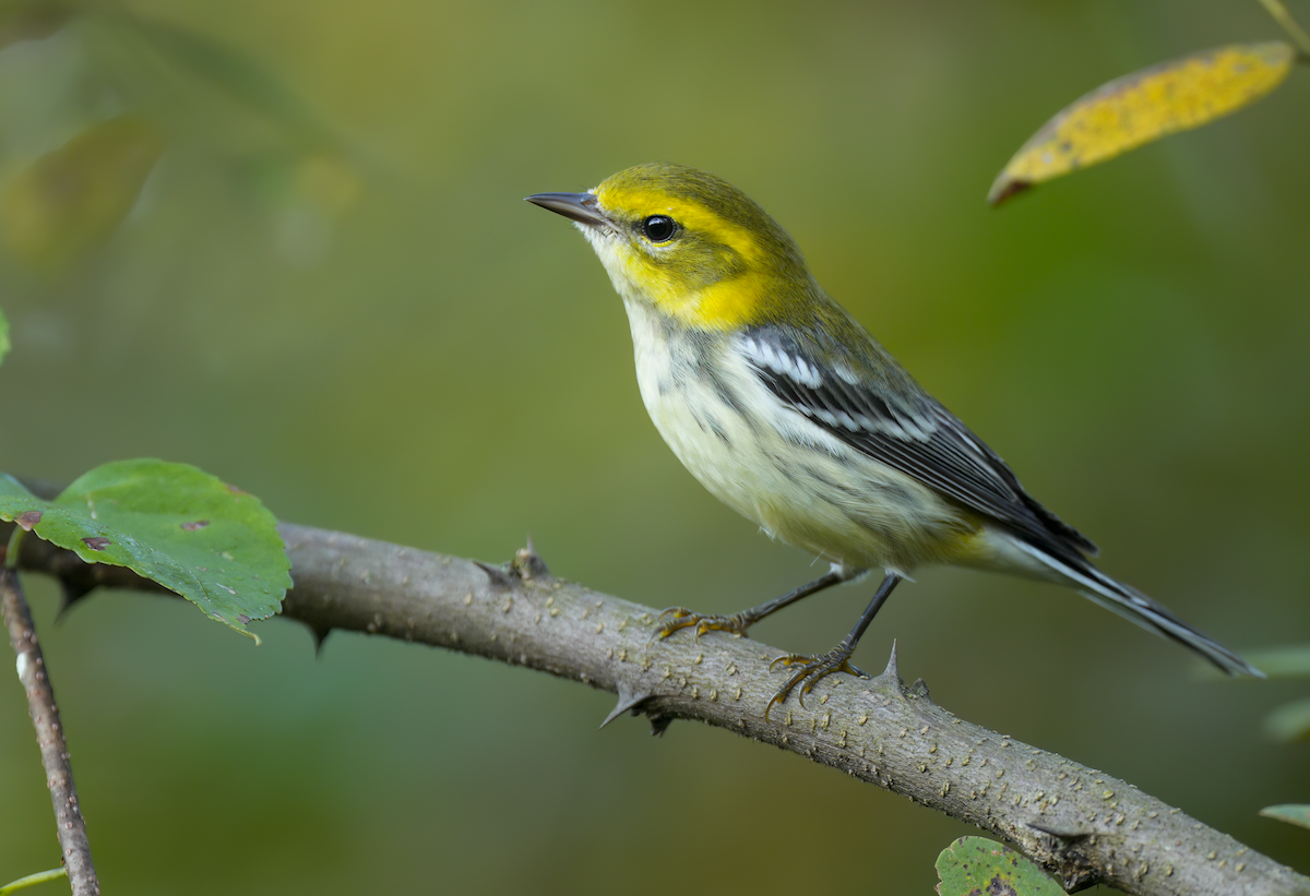 Black-throated Green Warbler - ML641799352