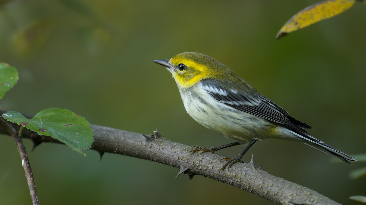 Black-throated Green Warbler - ML641799353