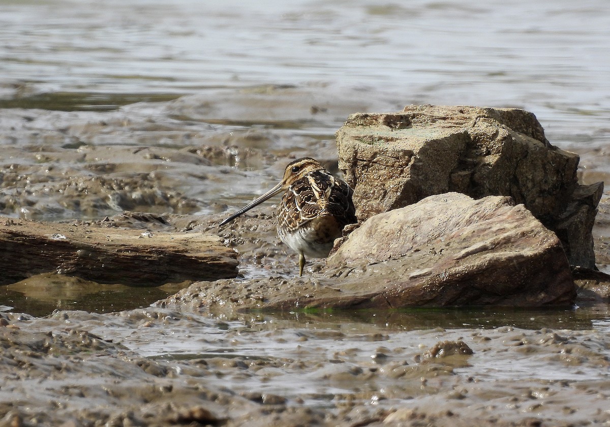 Common Snipe - ML641799354