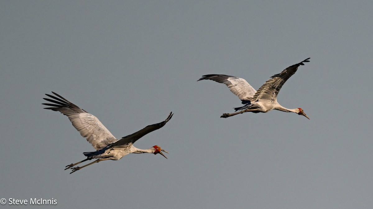 Brolga - ML641799361