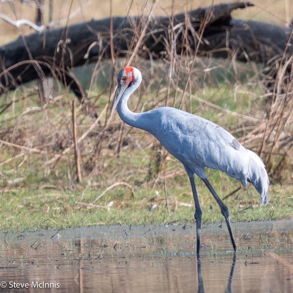 Brolga - ML641799367
