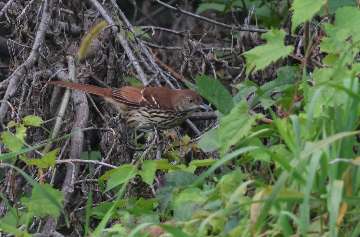 Brown Thrasher - ML641799371