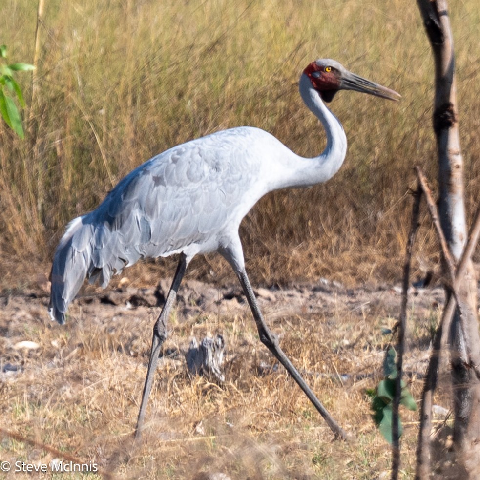 Brolga - ML641799381