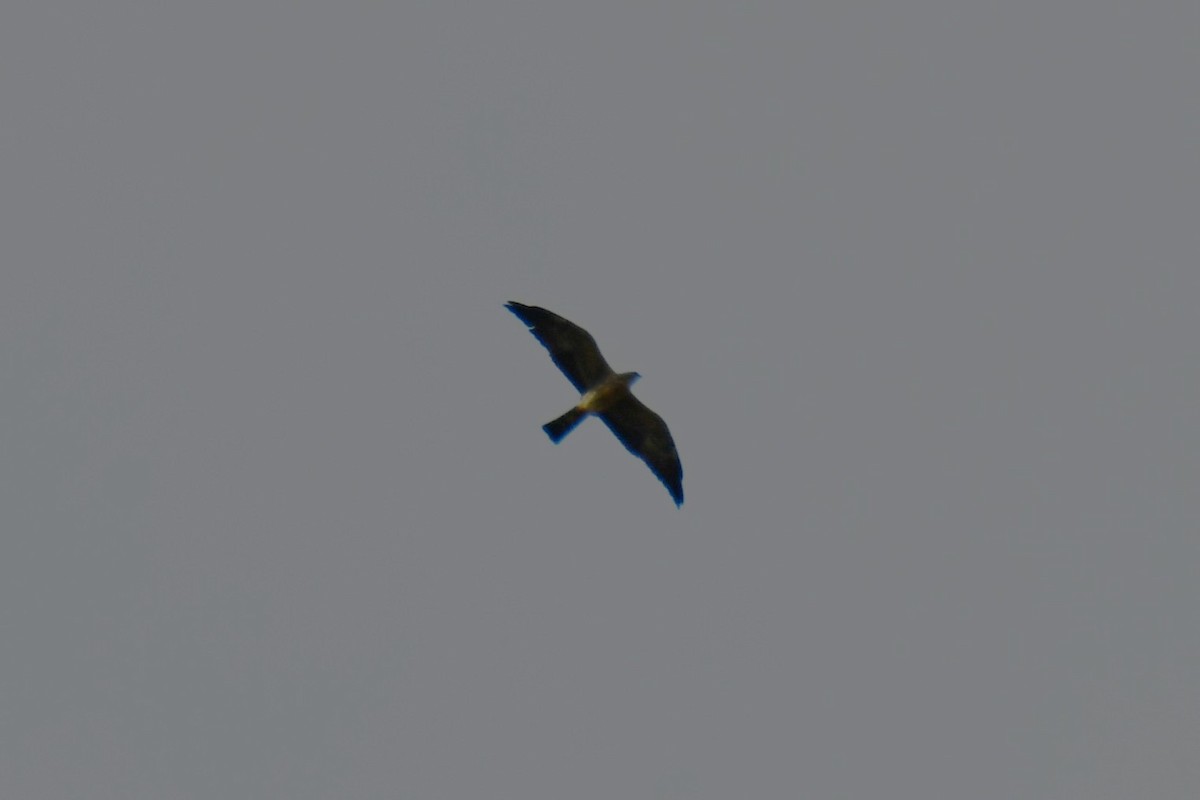 Mississippi Kite - ML641799447