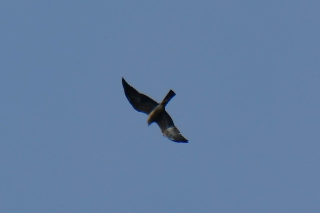 Mississippi Kite - ML641799448
