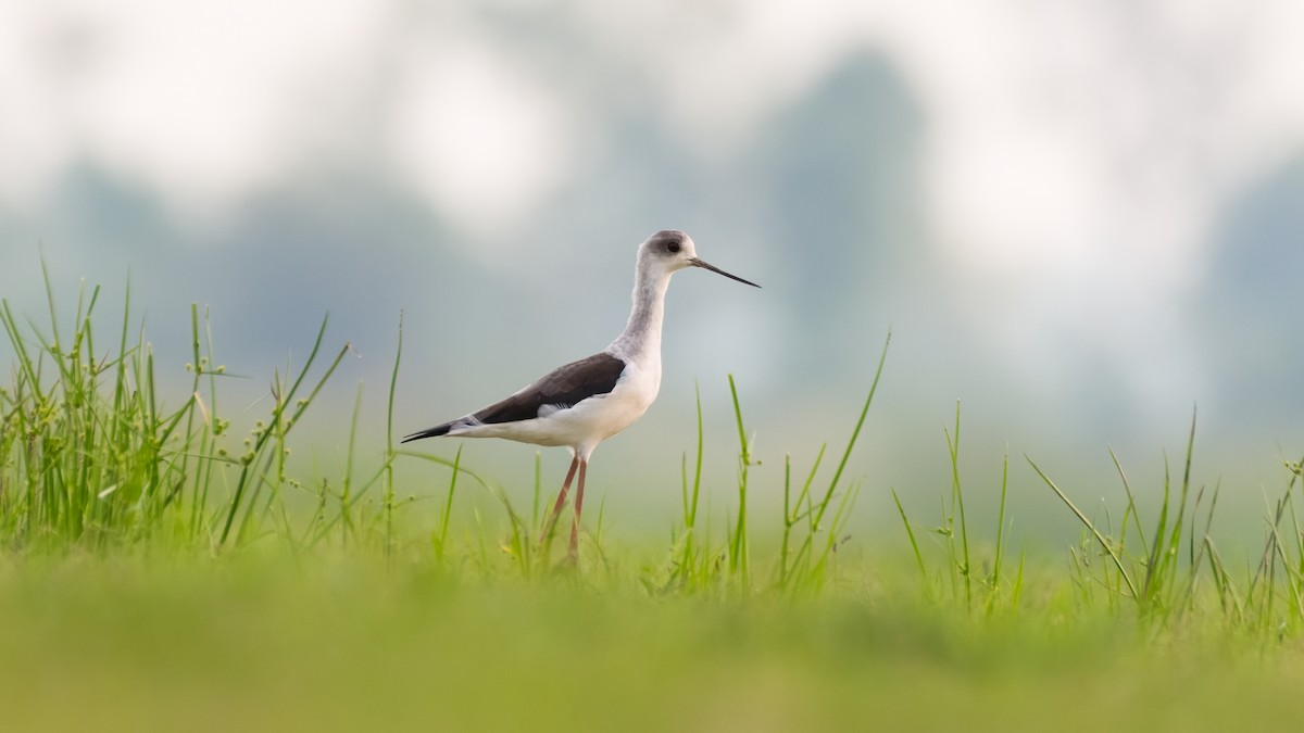 Black-winged Stilt - ML641799449