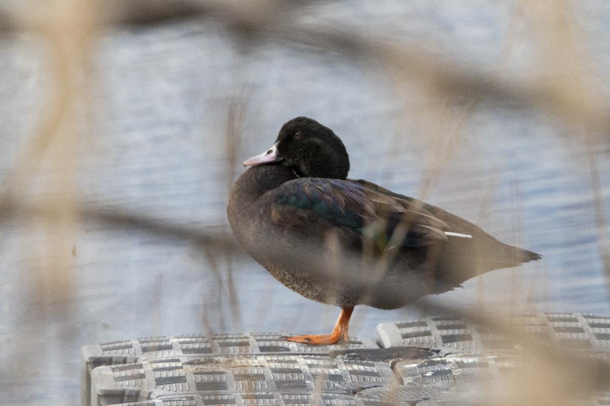 Anatidae sp. - ML641799452