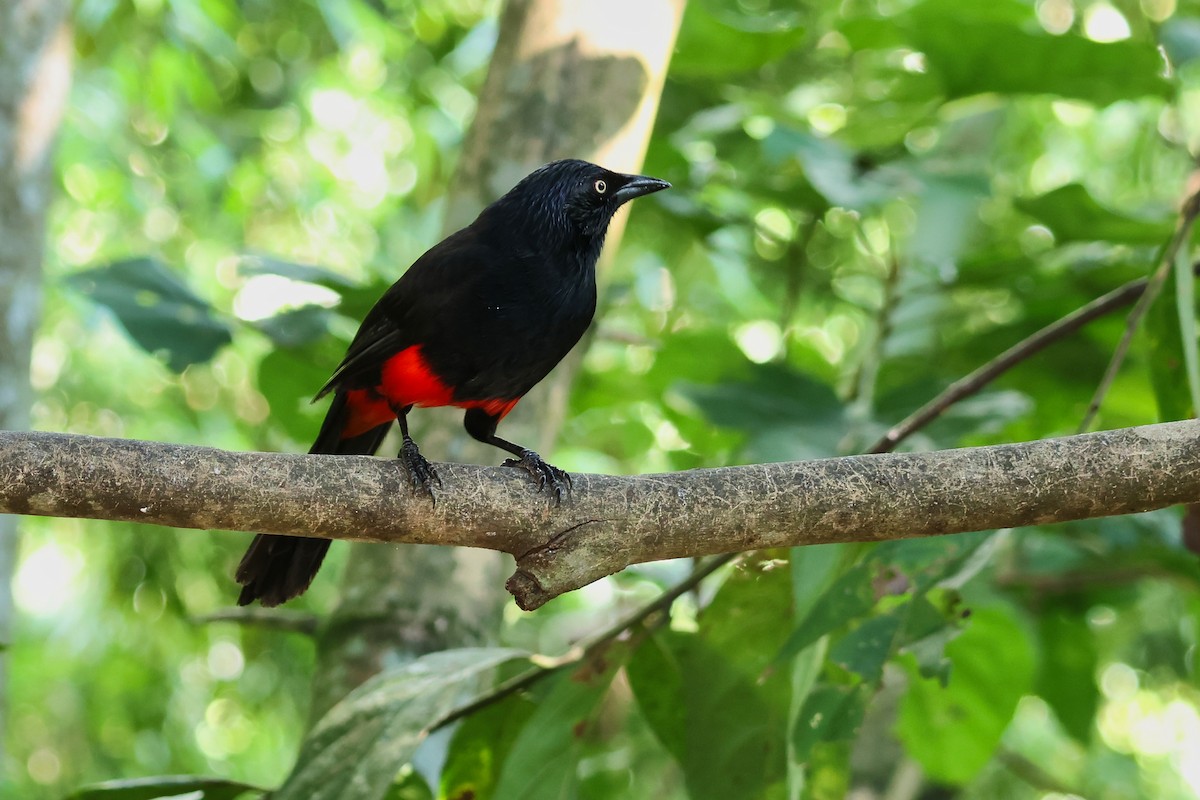 Red-bellied Grackle - ML641799532
