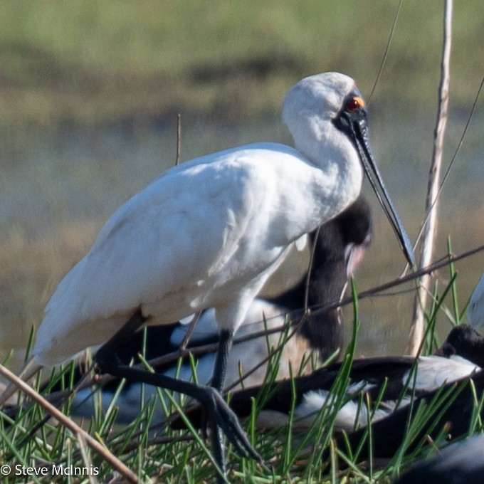 Royal Spoonbill - ML641799536