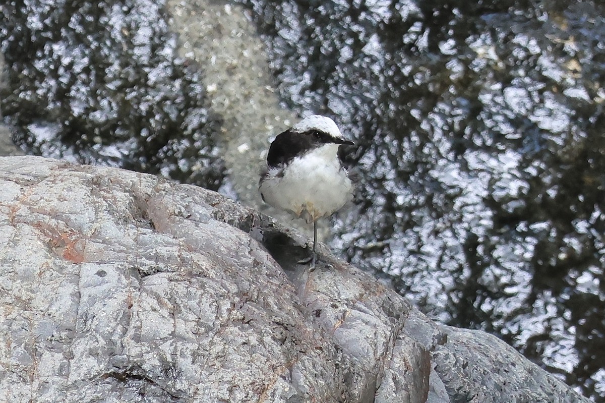 White-capped Dipper (White-bellied) - ML641799537
