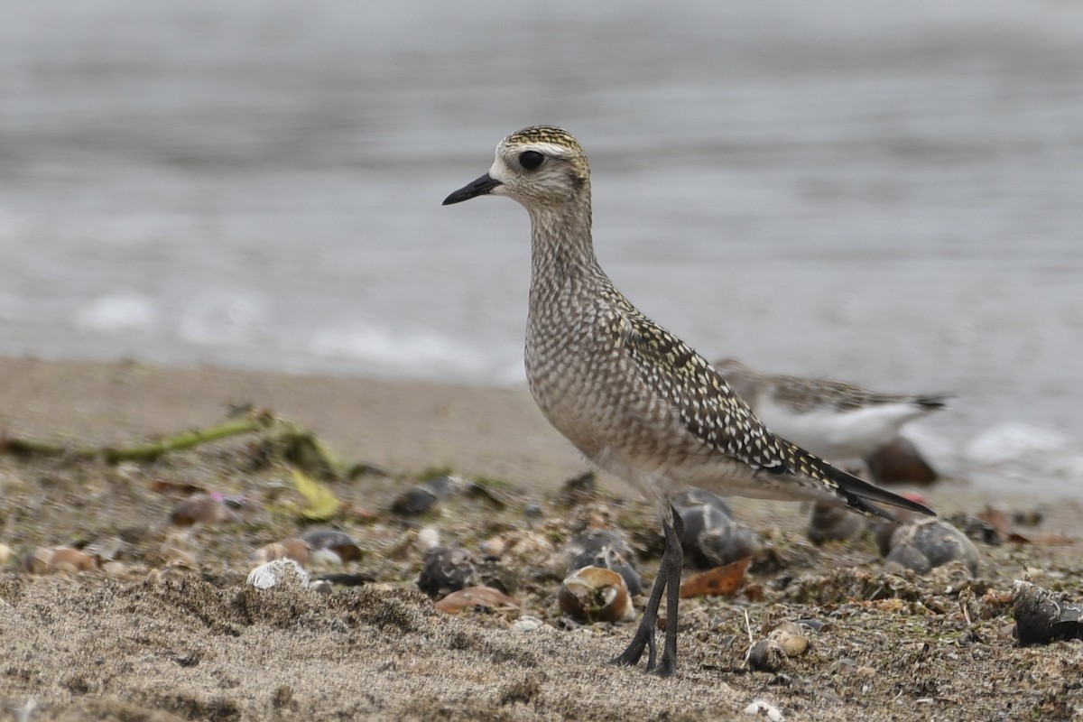 American Golden-Plover - ML641799556