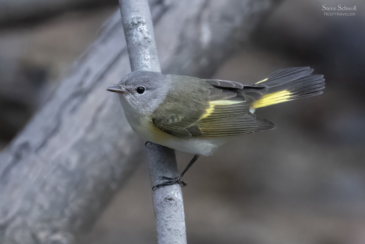 American Redstart - ML641799561