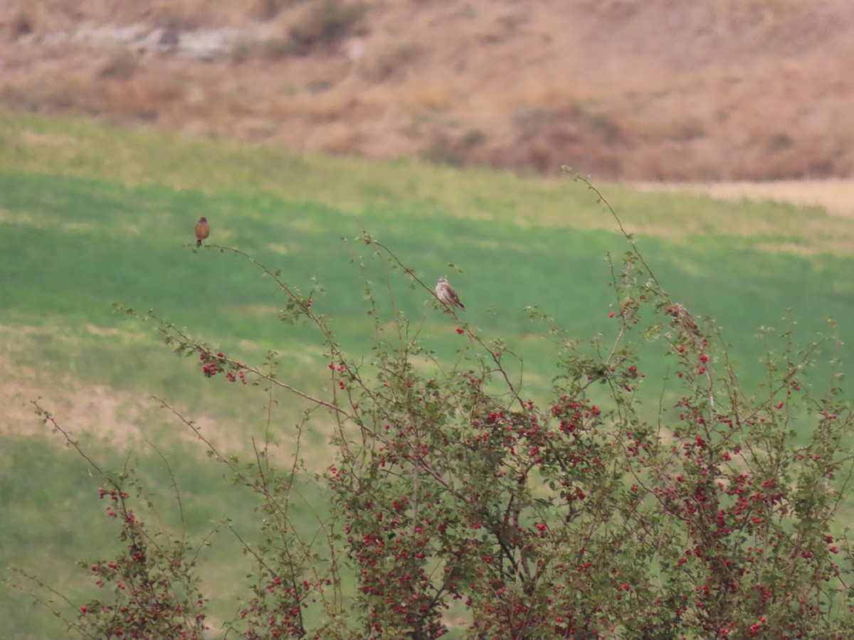Rock Sparrow - ML641799570