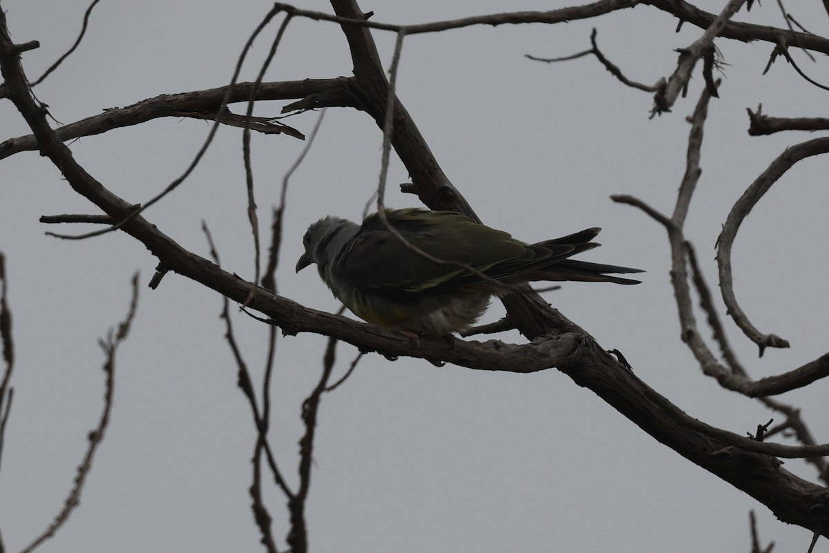 Bruce's Green-Pigeon - ML641799583
