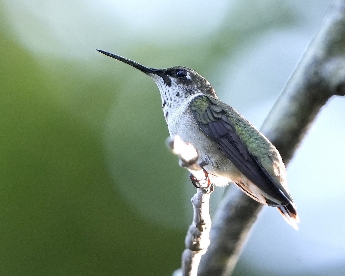 Ruby-throated Hummingbird - ML641799585