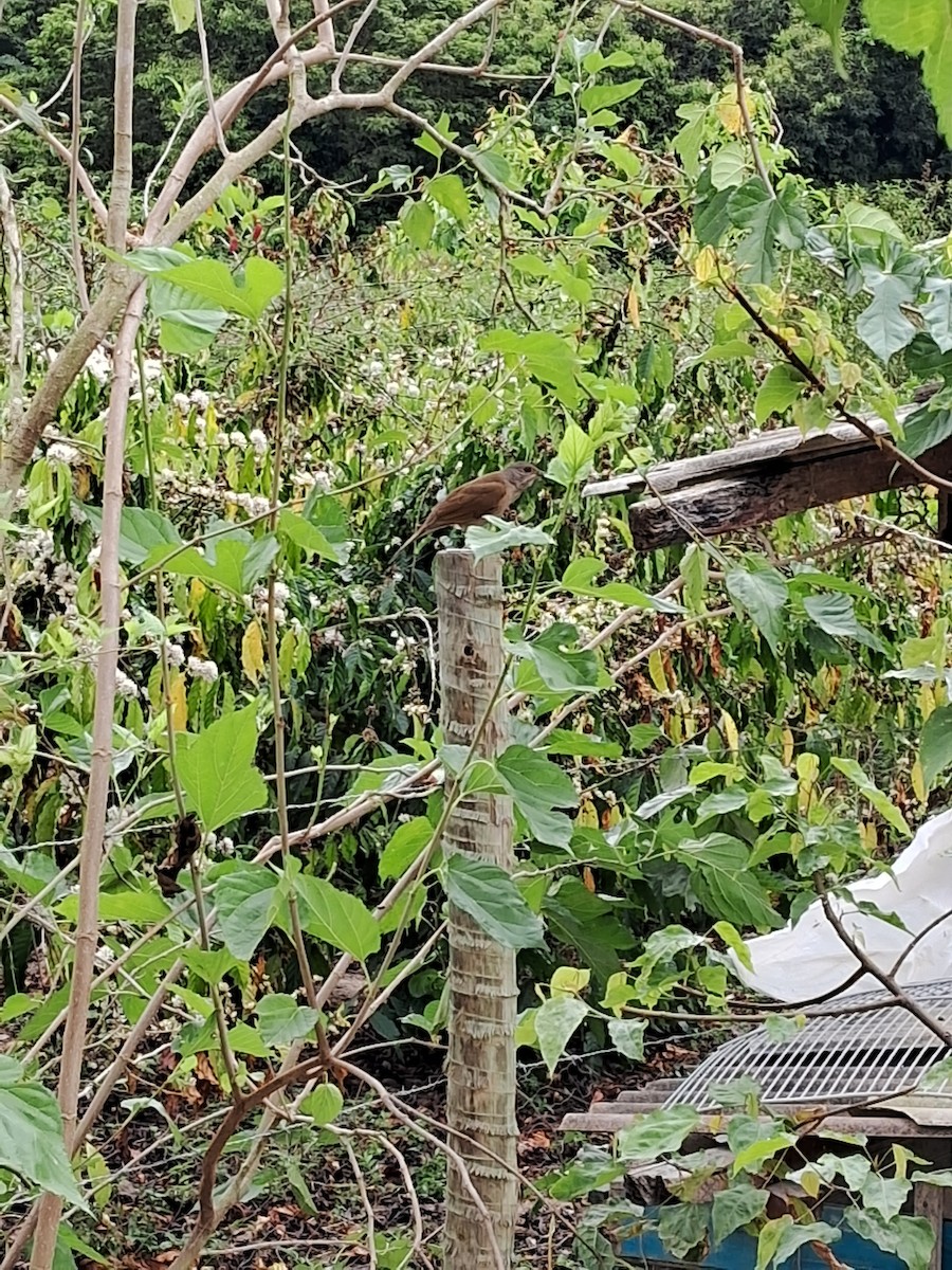 Pale-breasted Thrush - ML641799595