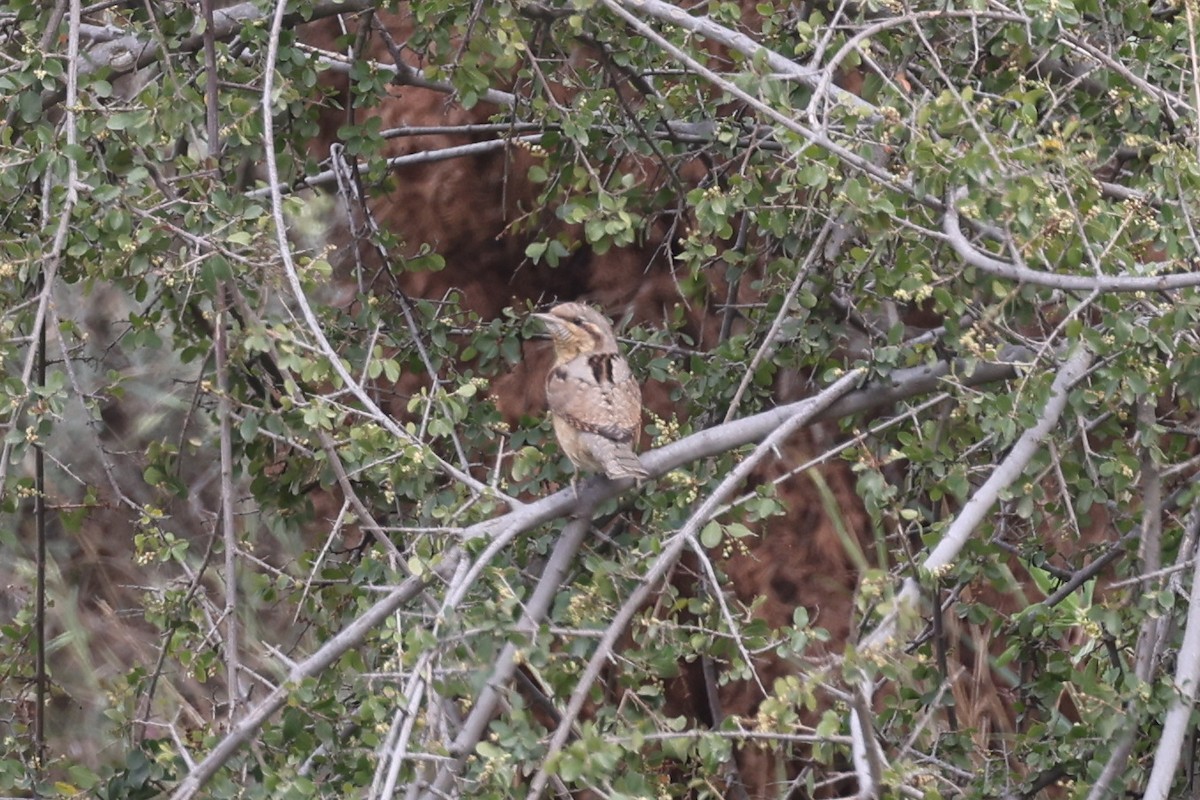 Eurasian Wryneck - ML641799602