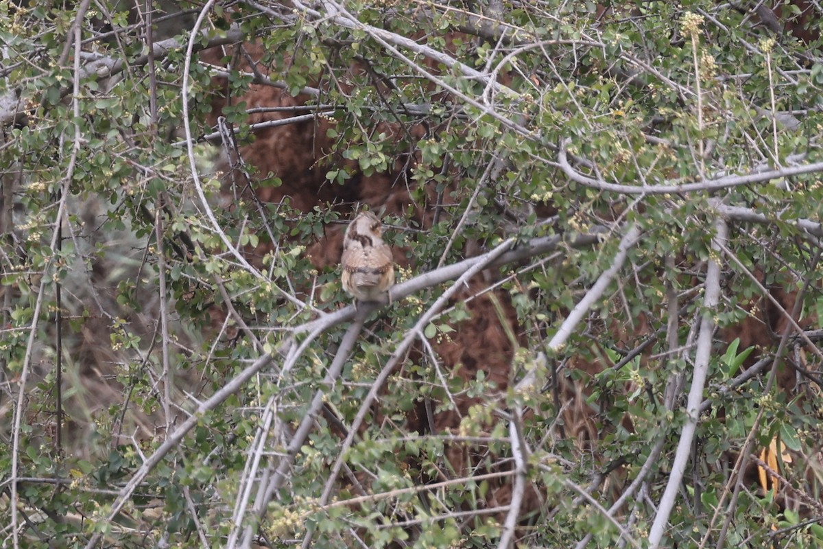 Eurasian Wryneck - ML641799603