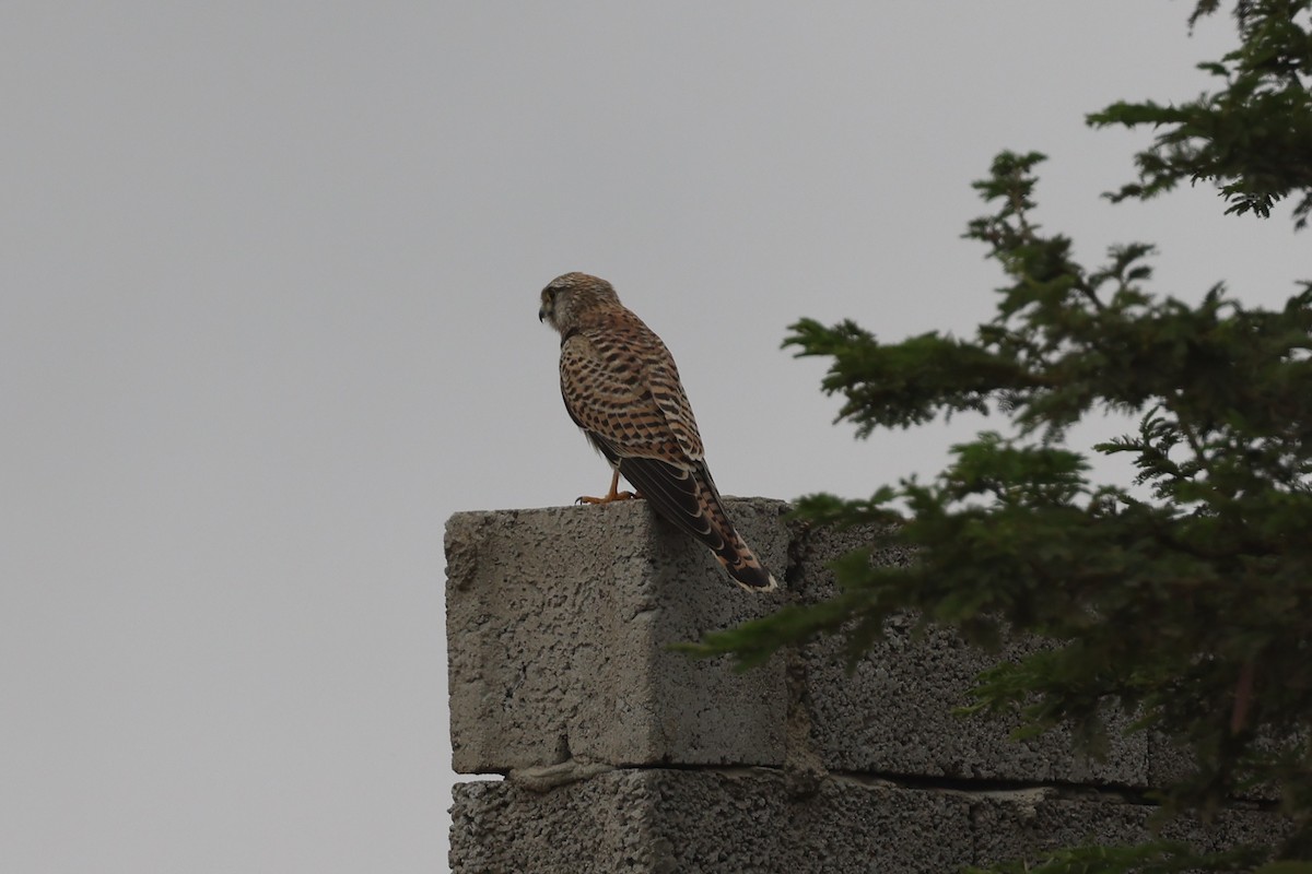 Eurasian Kestrel - ML641799625