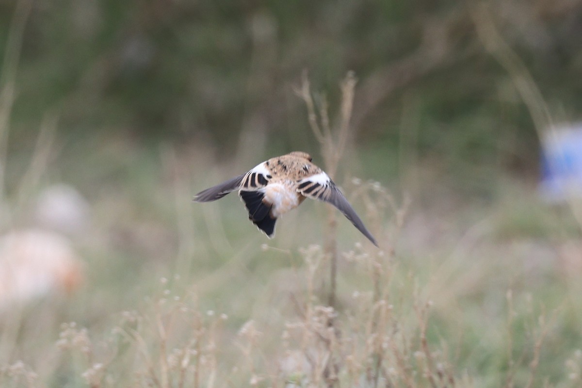 European Stonechat - ML641799656