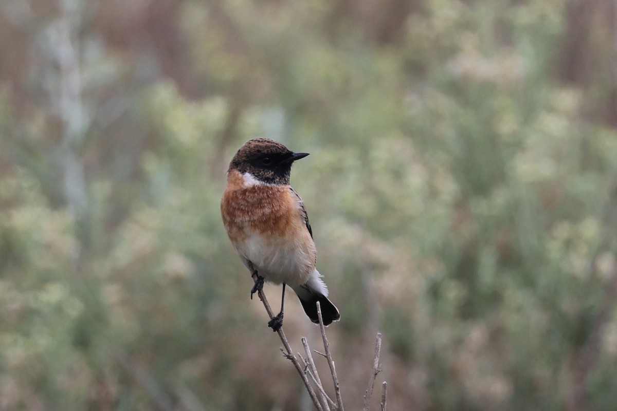European Stonechat - ML641799657